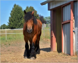 cheval de trait