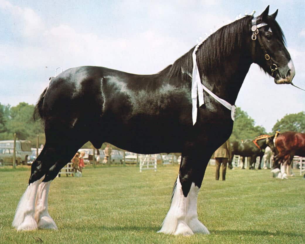 cheval trait