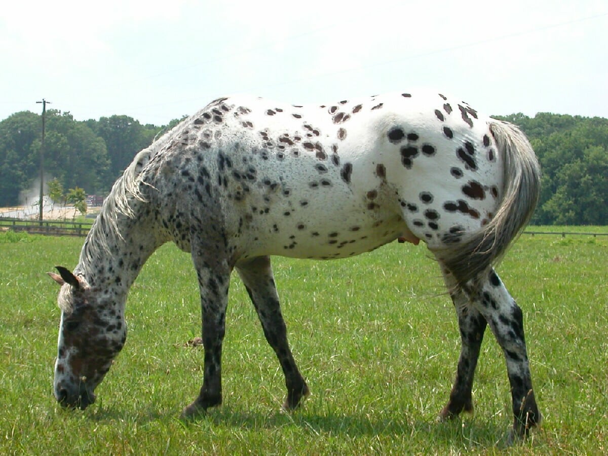 Appaloosa Photos Cheval Descendant de la race du cheval