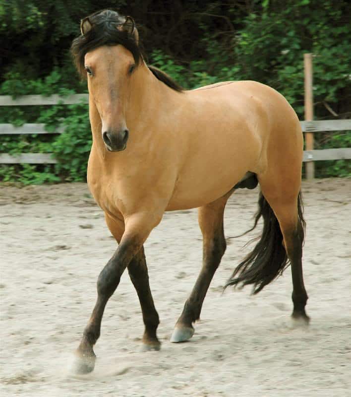 Le mustang Photos Cheval Cheval sauvage, robuste et élégantPhotos Cheval