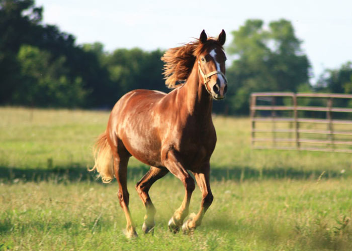 Au Galop Une Saison à Cheval Chevaux Au Galop : Épinglé sur Race Falabella - Cheval Miniature d