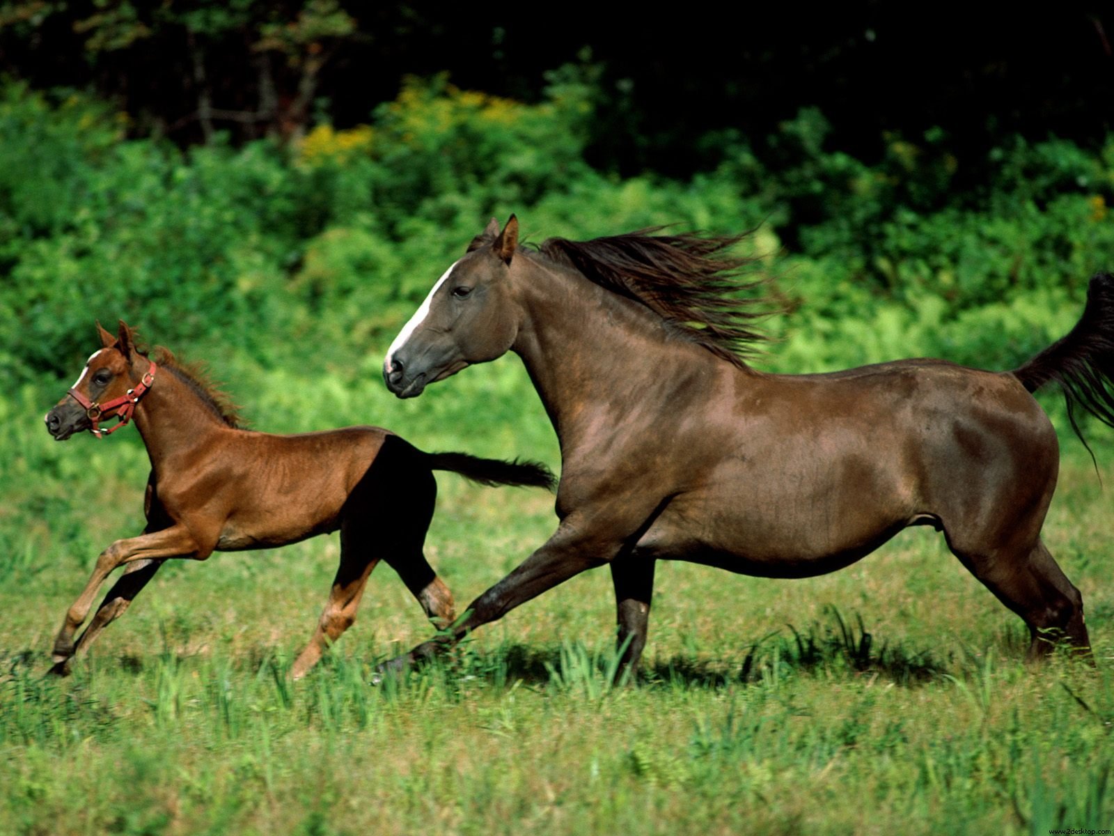 Deux chevaux au galop
