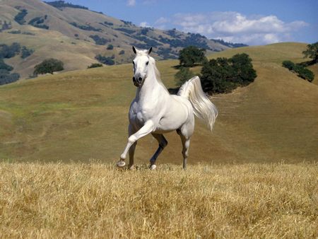cheval blanc au galop