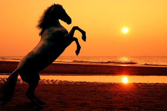 photo cheval sur la plage
