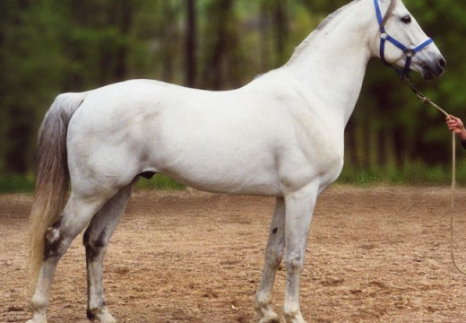Photos cheval blanc