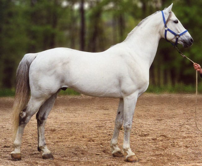 Photos cheval blanc Photos Cheval Galerie photo de chevaux blancsPhotos Cheval
