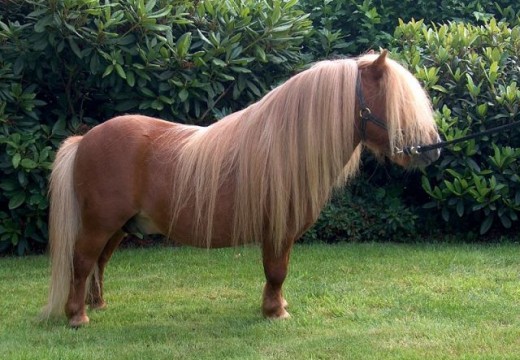 Poney Shetland