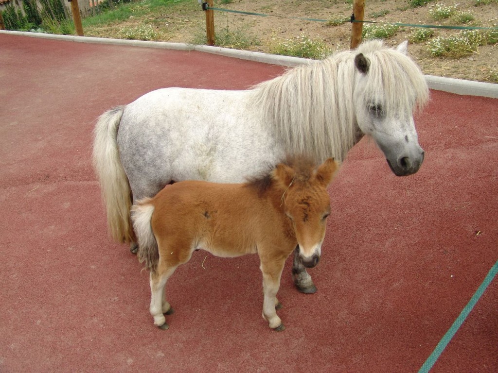 Photo Poneys