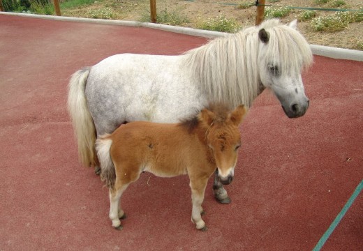 Photo Poney