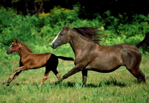 Photos cheval au galop
