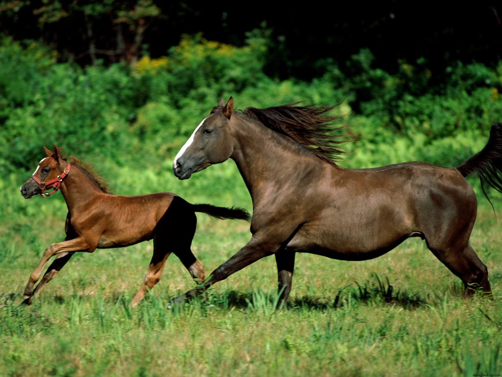 Photos cheval au galop