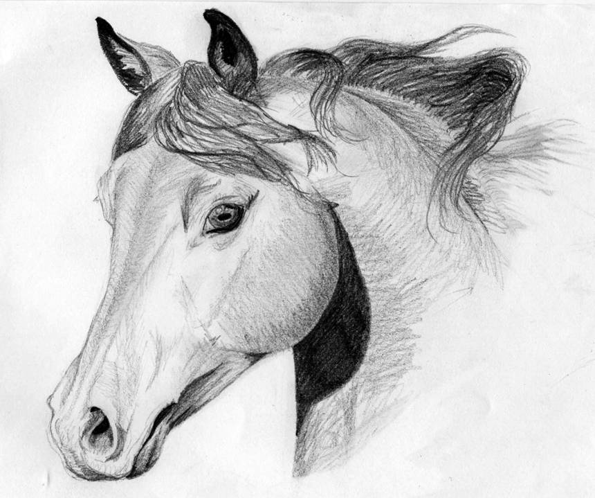 Apprendre à dessiner un cheval