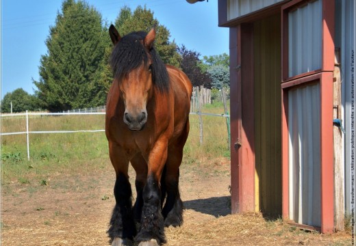 Photo de Cheval De Trait