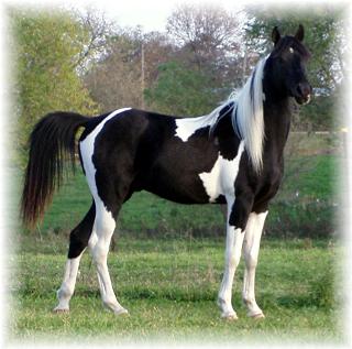 Photo cheval noir et blanc