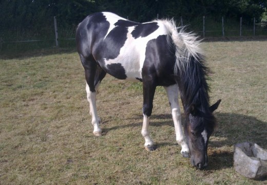 Photo cheval noir et blanc