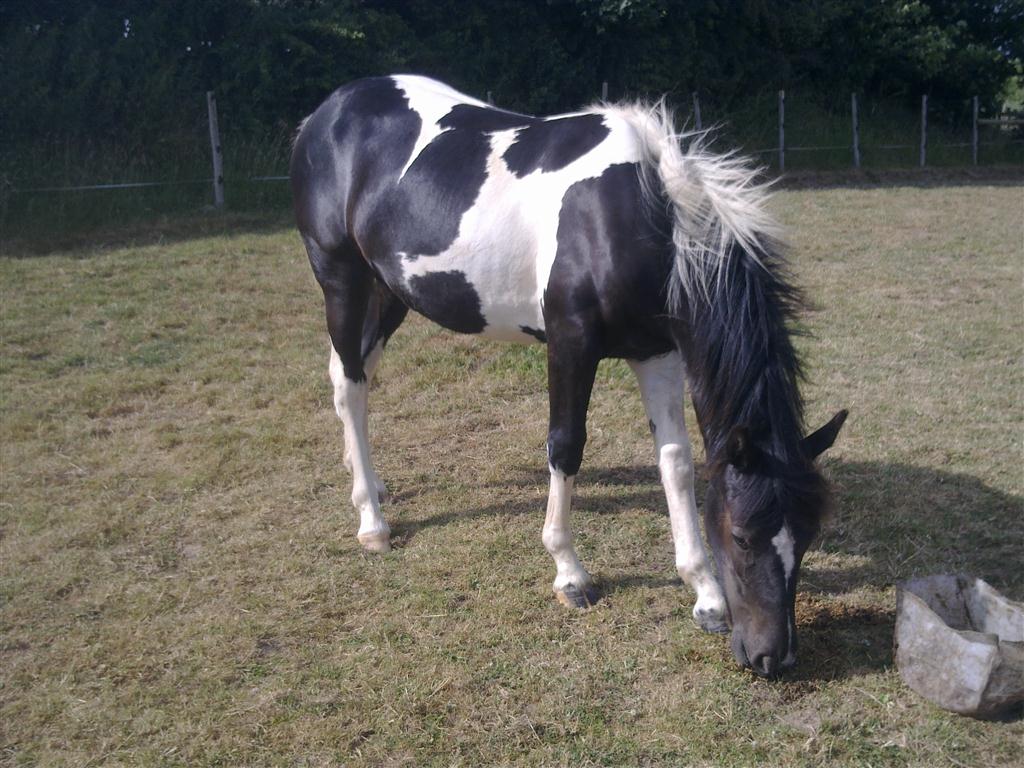 Photo cheval noir et blanc