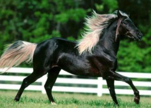 Photo cheval noir