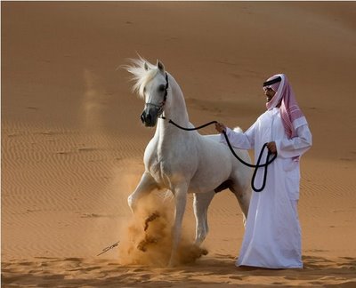 Photos chevaux arabes
