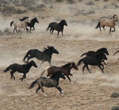 Photos chevaux sauvages