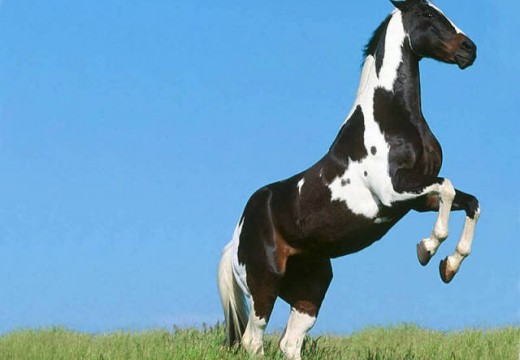 Photos cheval qui se cabre