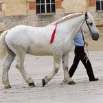 Percheron