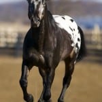 L’Appaloosa