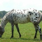 L’Appaloosa