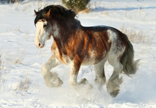 Clydesdale : cheval de trait