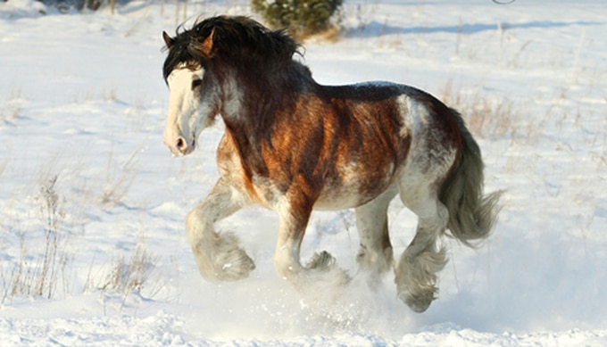 Clydesdale : cheval de trait