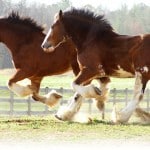 Clydesdale : cheval de trait