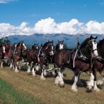 Clydesdale : cheval de trait