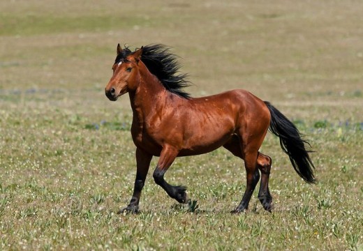 Le mustang