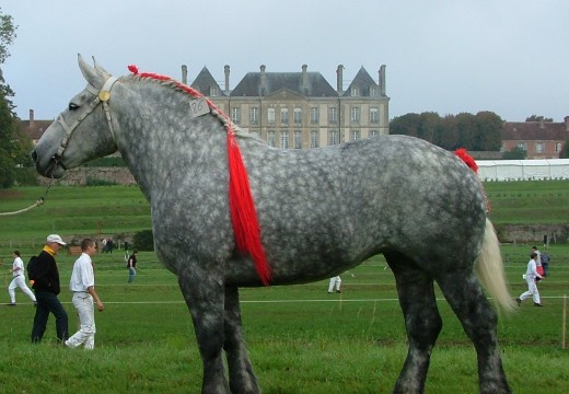 Percheron