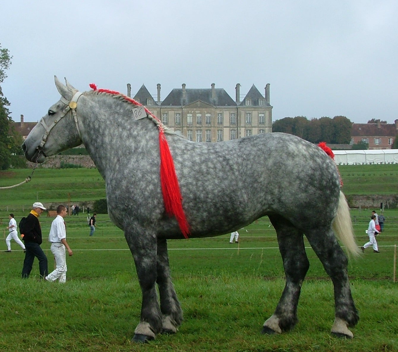 percheron