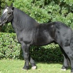 Percheron