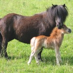 Poney Shetland