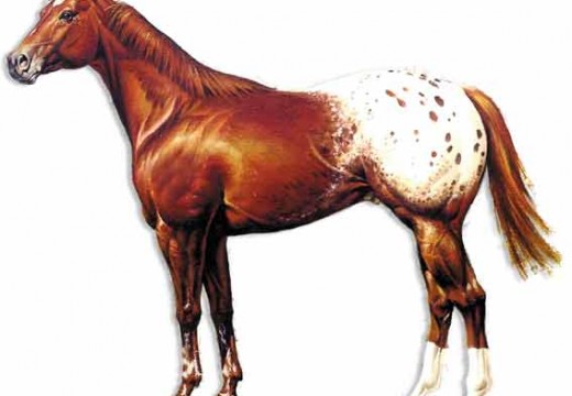 L’Appaloosa