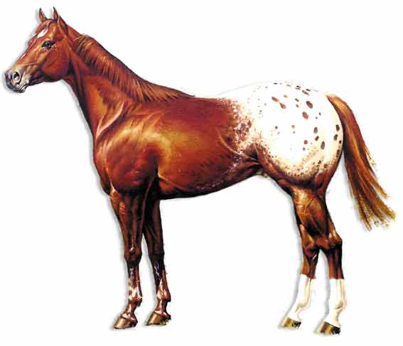 race-appaloosa