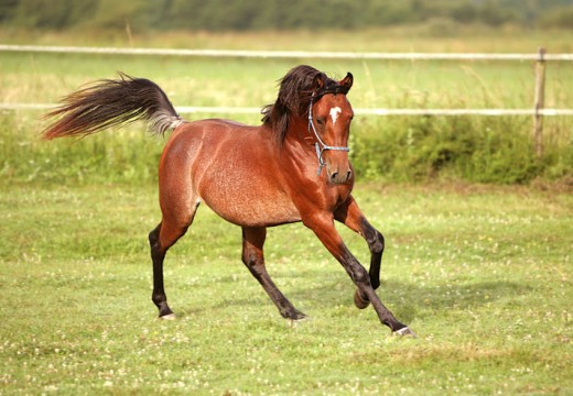Shagya