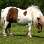 Poney Shetland