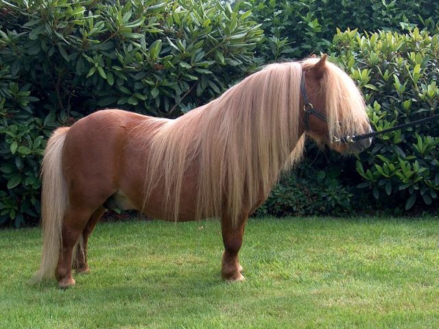 Poney Shetland