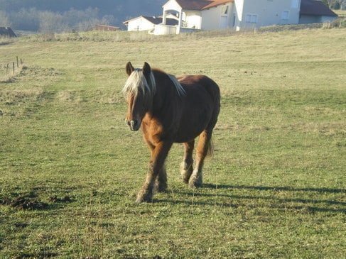 Le cheval de Megève, cheval de trait de Haute-Savoie
