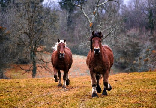 Comment prendre de belles photos de chevaux en course ?