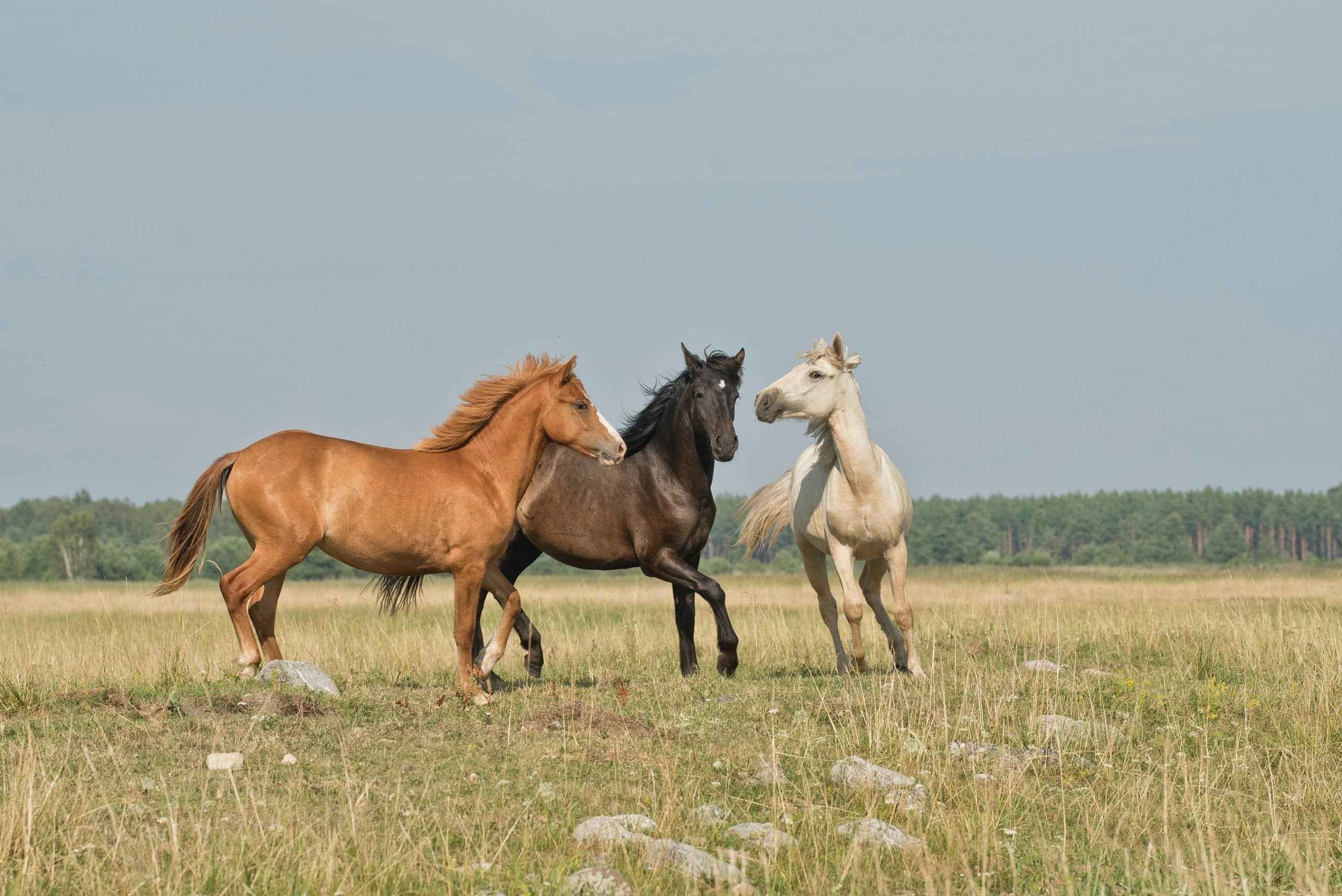 races de cheval