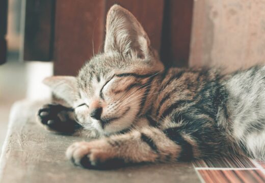 Teigne chat : pendant combien de temps est-ce contagieux ? 