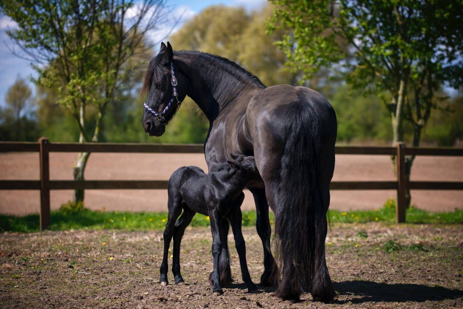 Espérance de vie combien de temps vit un cheval