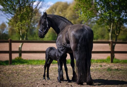 Combien de temps vit un cheval ? 