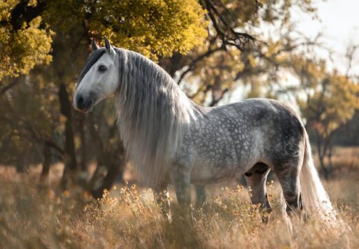 Quelles sont les races de chevaux les plus connues ? 