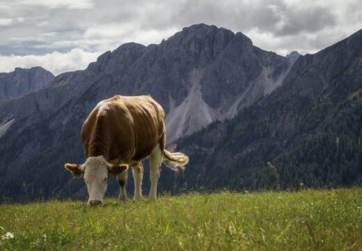 Combien boit une vache par jour ? 