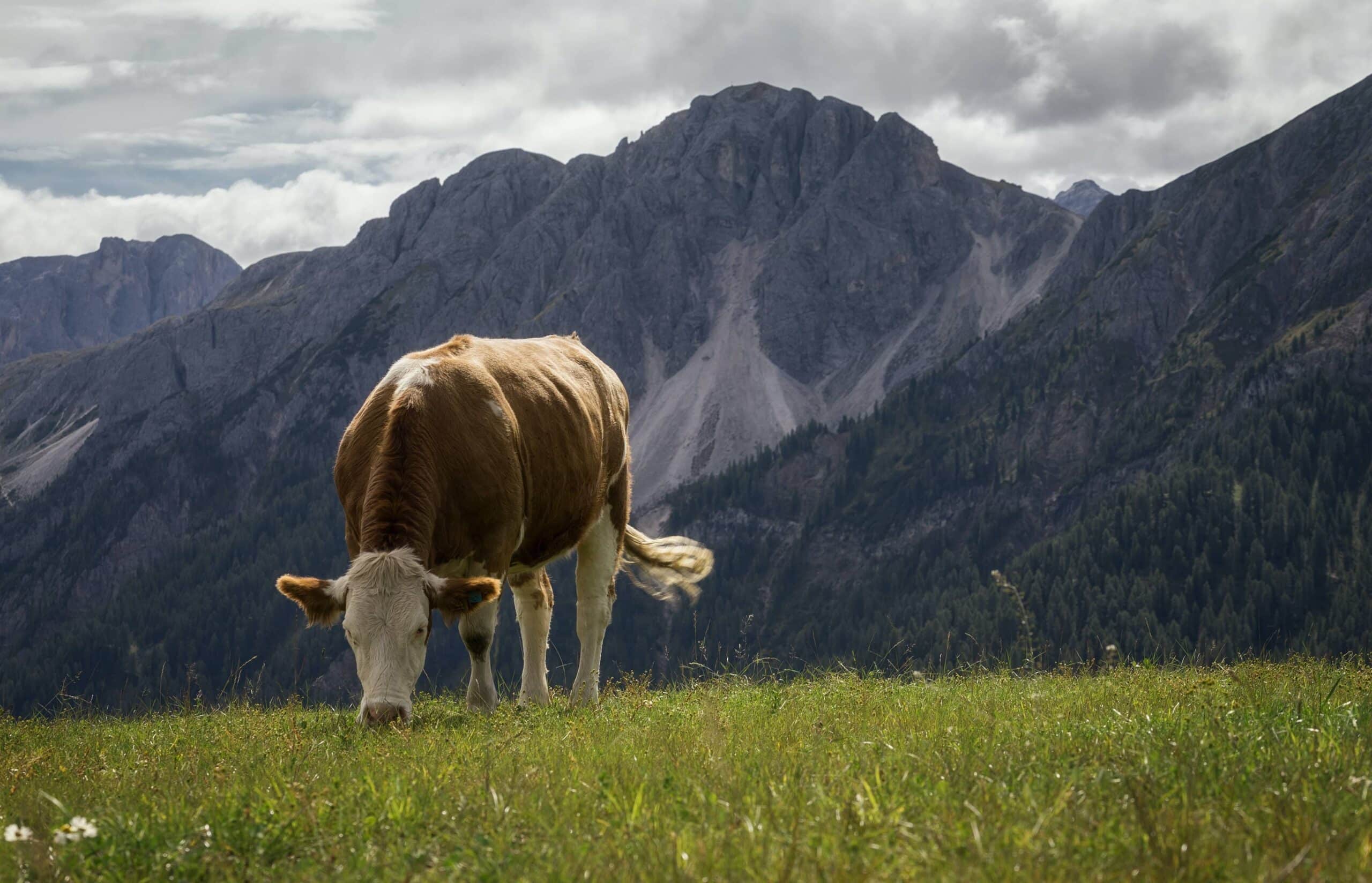 combien boit une vache